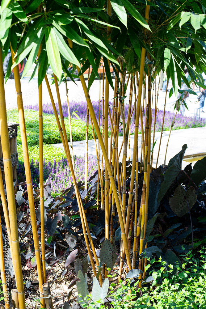 Fototapeta premium Bamboo