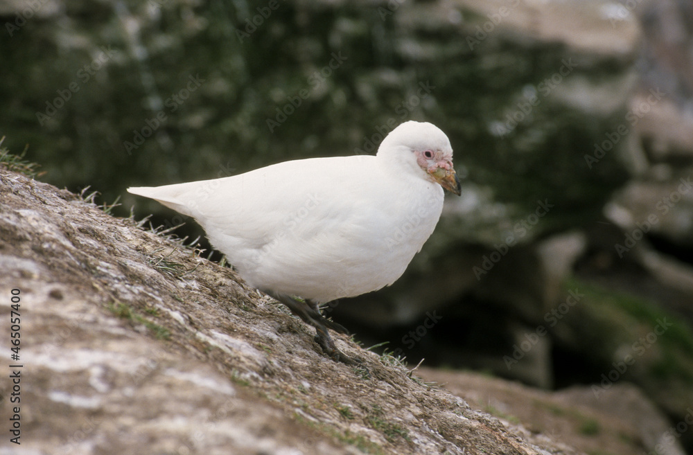 Petit Chionis,.Chionis minor, Black faced Sheathbill, Iles Falkland, Malouines Petit Chionis,.Chionis minor, Black faced Sheathbill, Iles Falkland, Malouines
