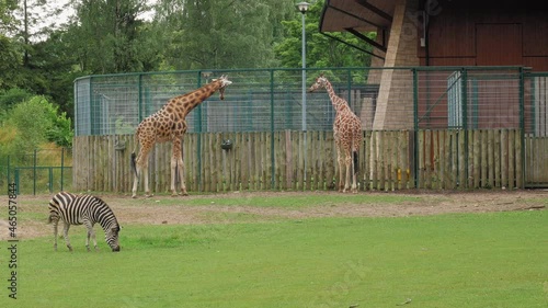 Zebra Eating Grass With Two Rothschild's Giraffes Standing In Background In The Zoo. - wide shot photo