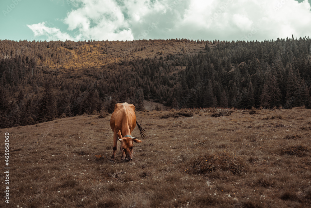 Brown cow graze eating grass on a green field high in the mountains