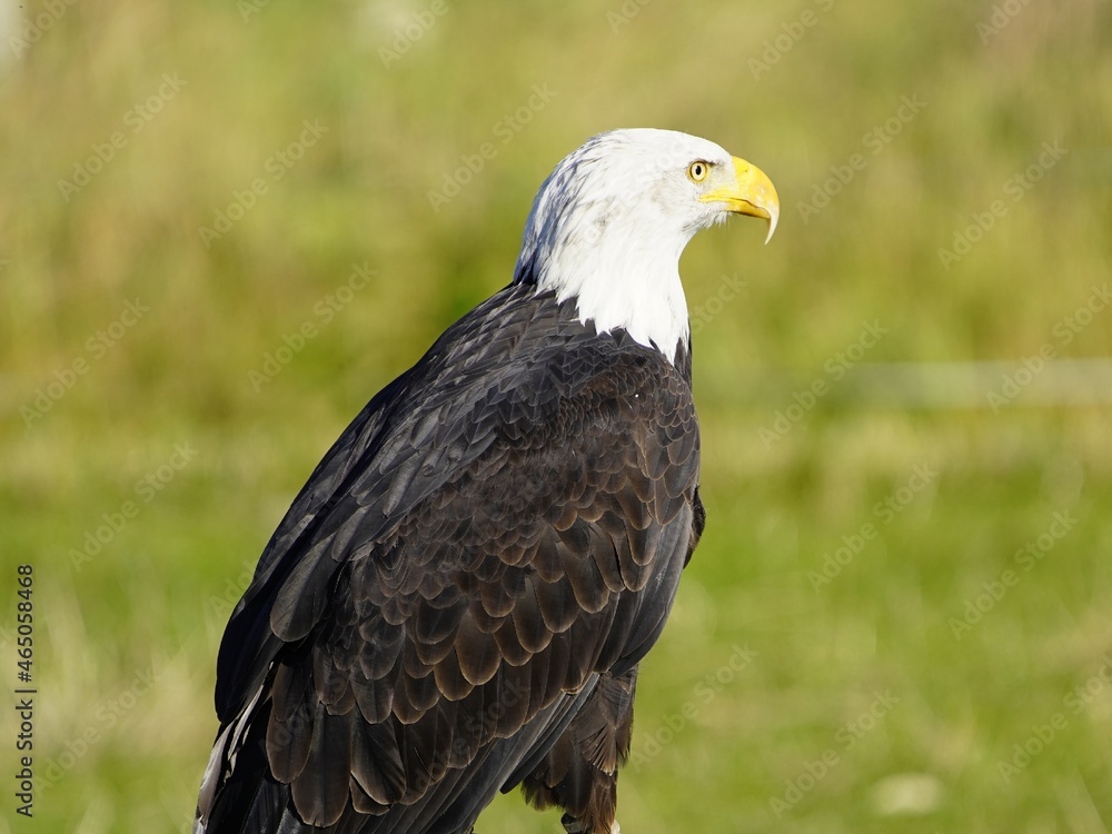 Portrait of Bald Eagle (Haliaeetus leucocephalus) Accipitridae family,is a bird of prey found in North America. Portrait of Bald Eagle (Haliaeetus leucocephalus) Accipitridae family,is a bird of prey found in North America.