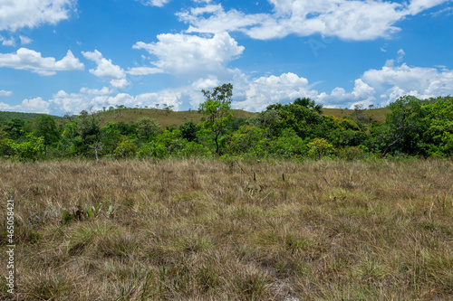 Cerrado brasileiro em mudança de estação © Marcos