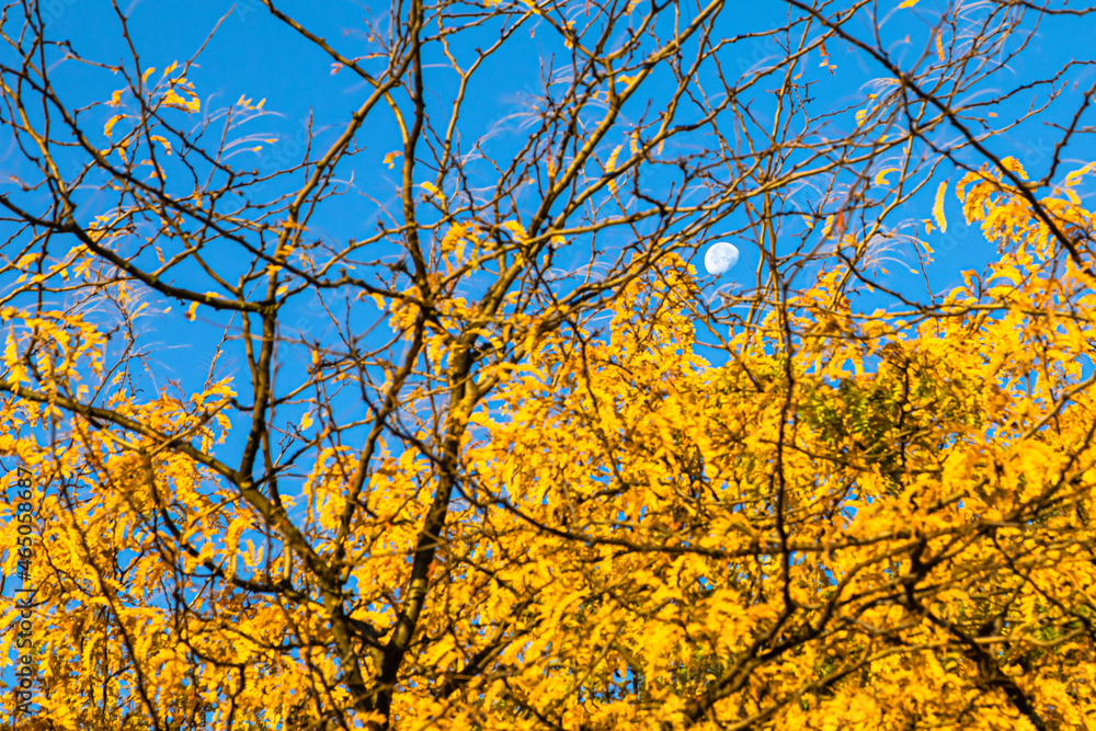 the moon between the foliage of the trees the moon between the foliage of the trees