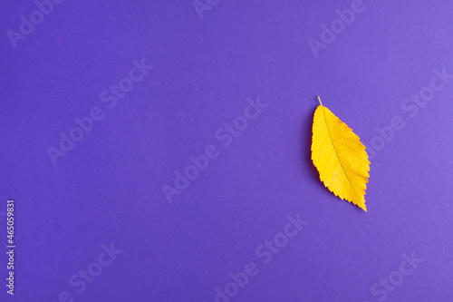 Flat lay of yellow autumn leaf changing their position on purple background on right. Bright leaf fall autumn holidays halloween concept with copy space