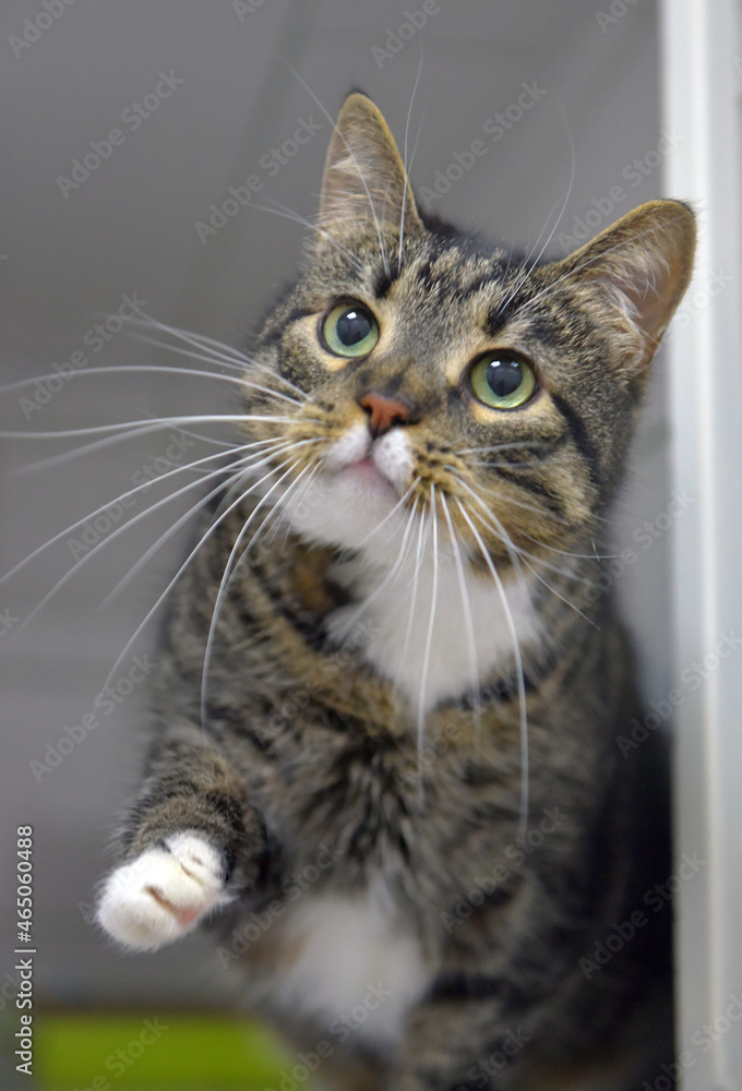 tabby with white long mustache cat