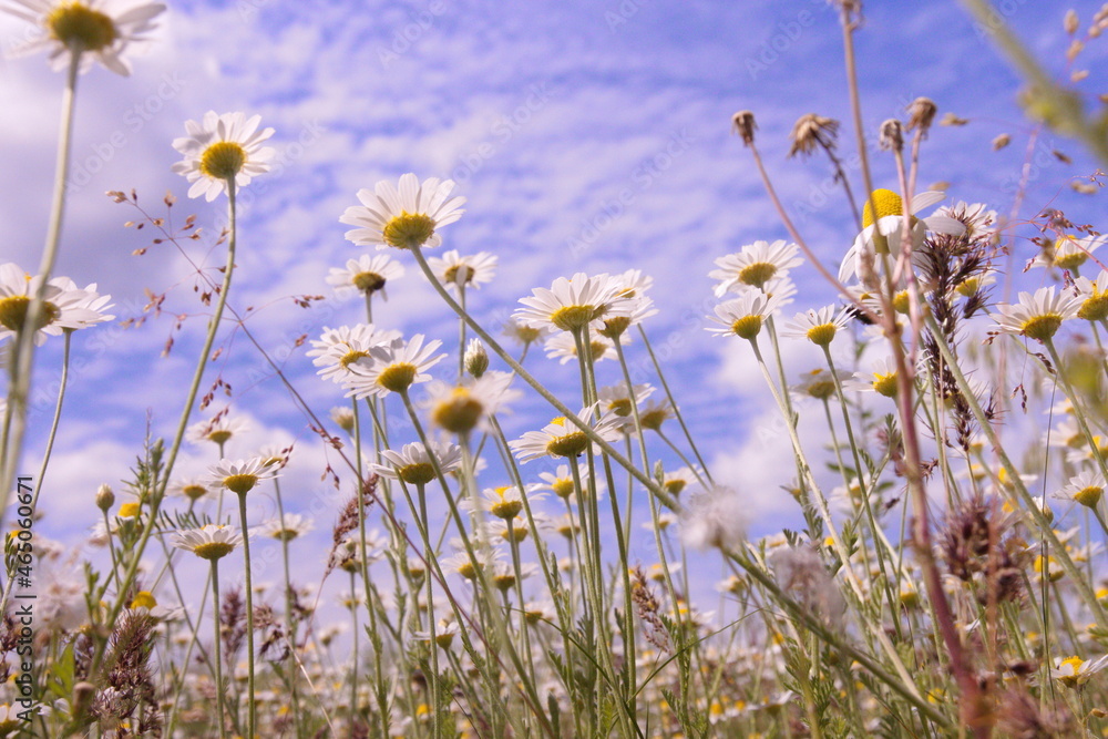 sky over field of daisies