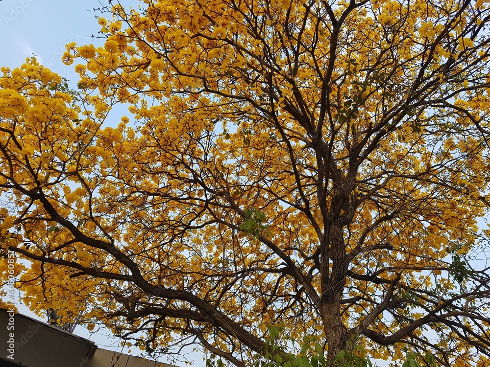 autumn trees in the park