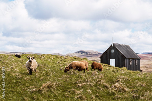 Sheep grazing near black wooden church in countryside photo