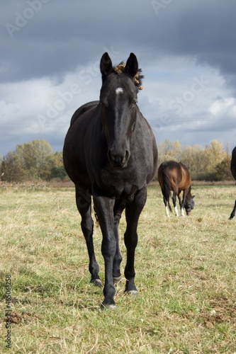 horses in the field © Sophia