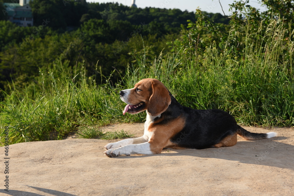 beagle dog lying on a hill