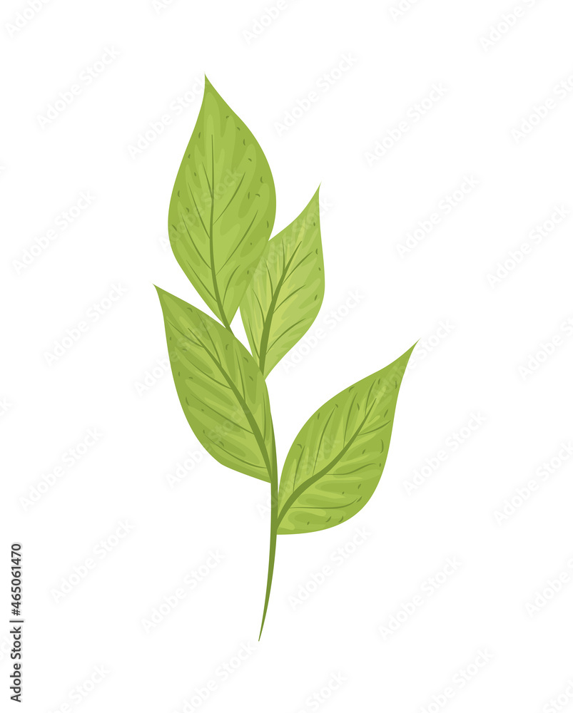 Fototapeta premium branch leaves nature