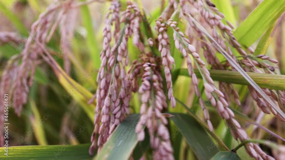 Rice ears sway with the wind and crops harvest well. Rice ears sway with the wind and crops harvest well.
