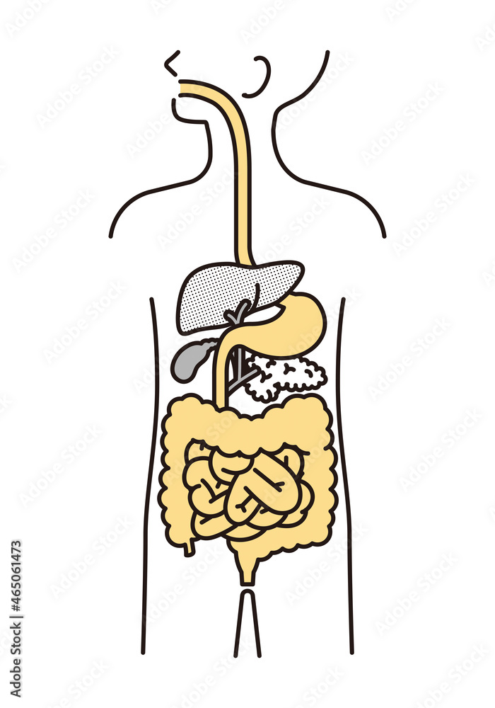 シンプル イラスト 人体解剖図 消化器 Stock Vector Adobe Stock