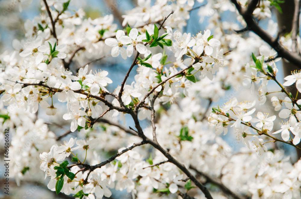Spring Spring