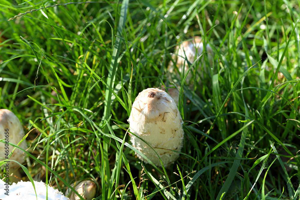 White mushroom in green grass and yellow leaves.