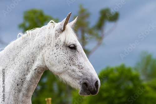 White / gray horse close up