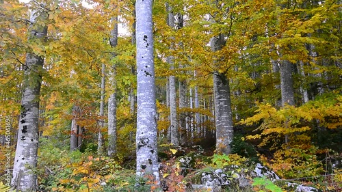 il vento muove le foglie nella foresta autunnale photo