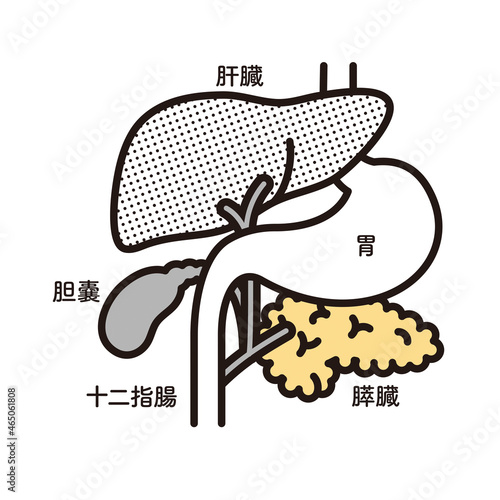 シンプル　イラスト　胃　肝臓　胆嚢　膵臓　十二指腸