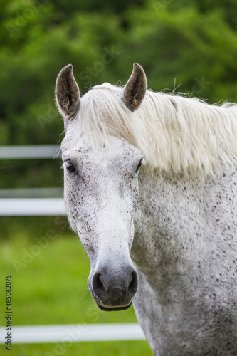 White / gray horse close up