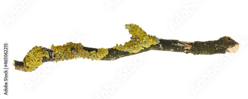 Tree branch with lichen on white background