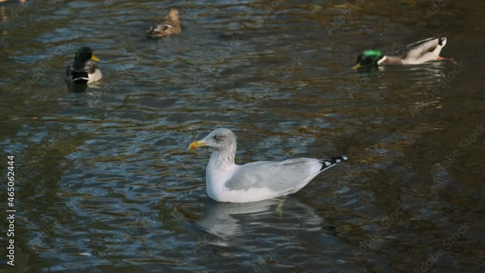 Seagull is Swimming in the Pond Among Ducks in City Park Seagull is Swimming in the Pond Among Ducks in City Park