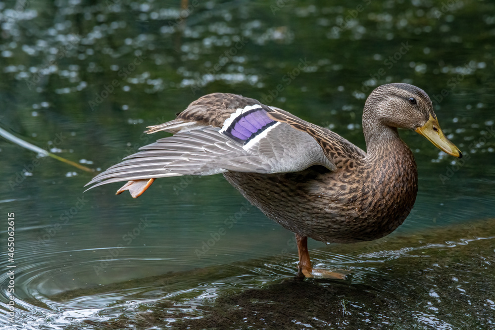 Fototapeta premium A female Mallard dabbling duck, Anas platyrhynchos closeup and posing, with a bokeh background.