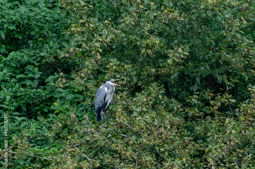 Grey Heron  Ardea cinerea perched on a tree on a lake