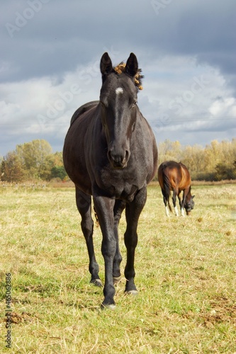 horse in the field © Sophia