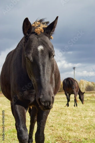 horse and foal © Sophia