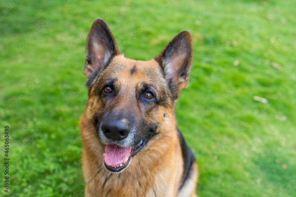 german shepherd dog german shepherd dog