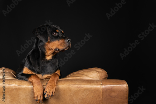 Tableau sur toile Dog Looking On Sofa
