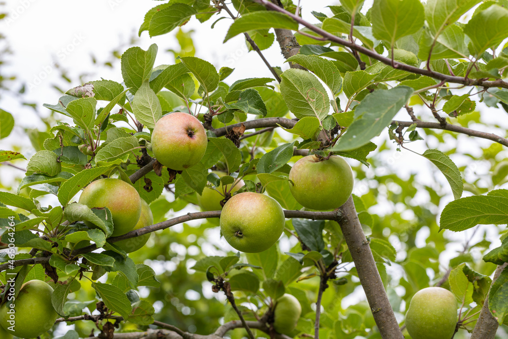 Close up view of apple tree. Healthy food concept. Beautiful autumn nature background. Sweden.