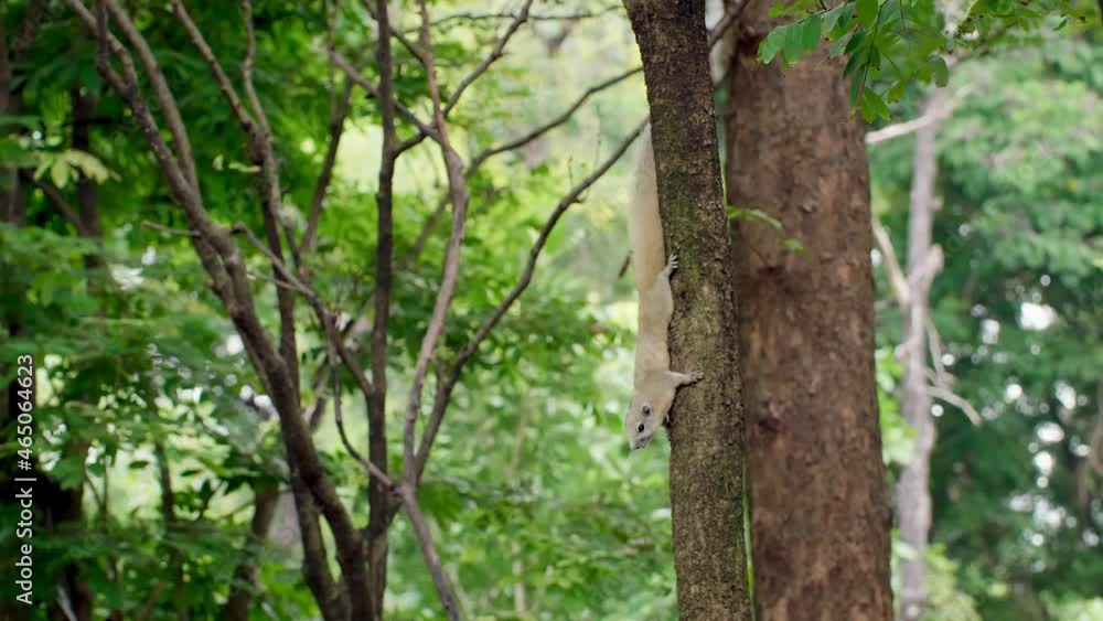 Squirrel on the tree trunk in the park. Squirrel on the tree trunk in the park.