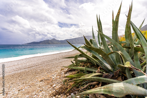 Fototapeta Naklejka Na Ścianę i Meble -  aloe vera plant growing on a beach in Greece with blue water