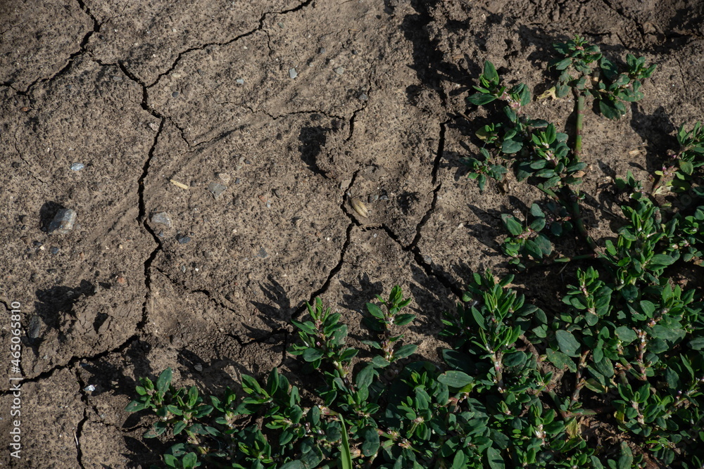 Cracked Earth and green grass. Dried Ground Texture Cracked Earth and green grass. Dried Ground Texture