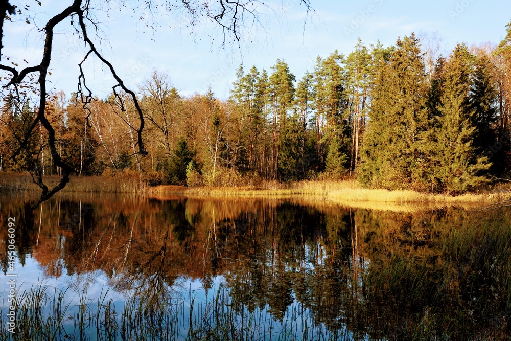 Fototapeta premium reflection in the water