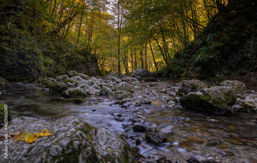 mountain stream in forest in fall colors with rocks and fallen leaves in the foreground