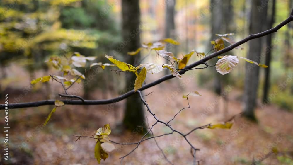 Late autumn wind gently moves the yellow beech wood leaves close up footage. Late autumn wind gently moves the yellow beech wood leaves close up footage.