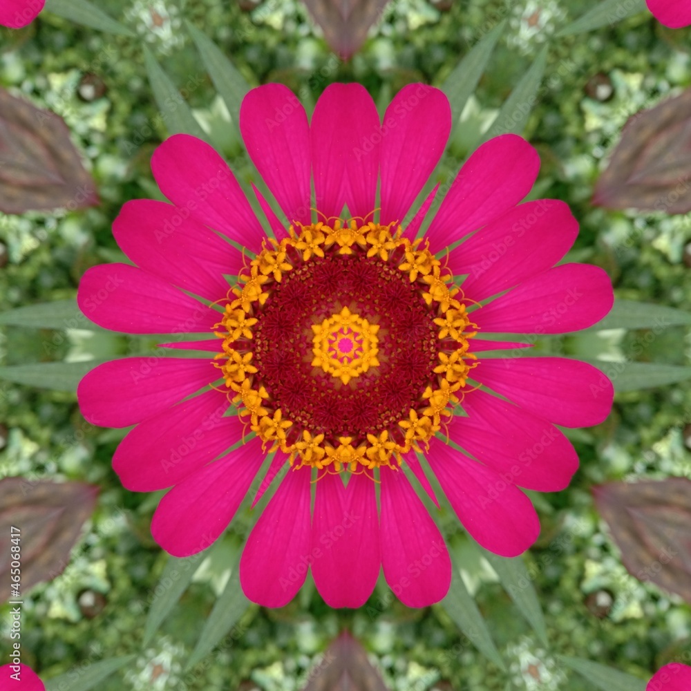 Obraz premium pink dahlia flower Background