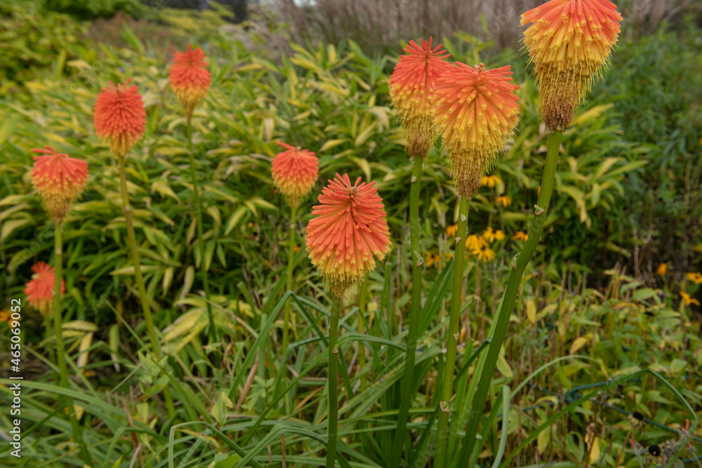 Autumn Flowering Bright Orange Flower Heads on Rooper's Red Hot Poker Plant (Kniphofia rooperi) Growing in a Herbaceous Border in a Garden in Rural Devon, England, UK Autumn Flowering Bright Orange Flower Heads on Rooper's Red Hot Poker Plant (Kniphofia rooperi) Growing in a Herbaceous Border in a Garden in Rural Devon, England, UK