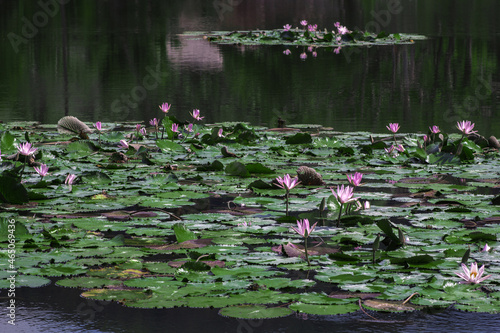 31 May 2013, Bali, Indonesia: Lotus flower open up in a pool of water. photo