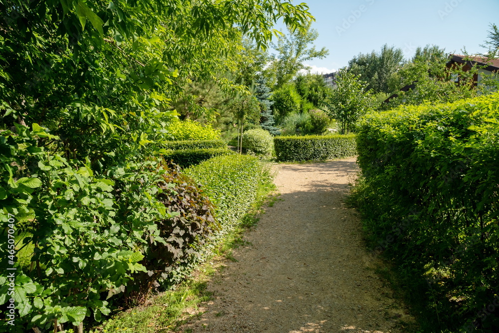 A shady alley lined with trimmed bushes in an ornamental garden on a sunny summer day. A shady alley lined with trimmed bushes in an ornamental garden on a sunny summer day.