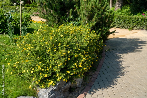Blooming Kuril tea (Dasiphora Raf.), Potentilla L. or Pentaphylloides fruticosa grows in the park along the path on a sunny summer day. photo