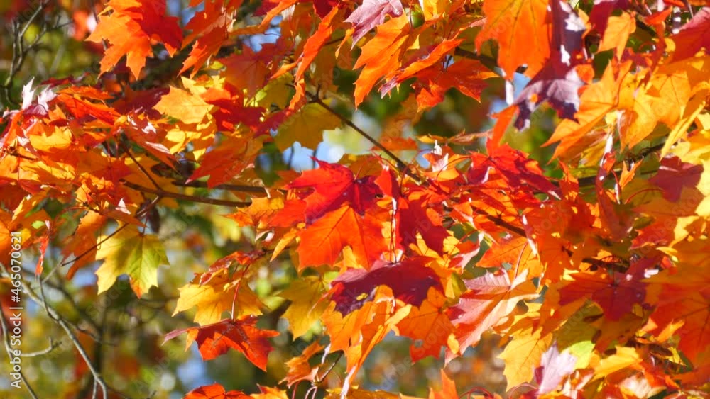 Beautiful red yellow and orange autumn foliage on a tree against a blue clear sky. Natural scene. A light breeze sways a leaf Beautiful red yellow and orange autumn foliage on a tree against a blue clear sky. Natural scene. A light breeze sways a leaf