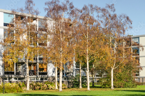 Rotterdam, The Netherlands, October 24, 2021: group of birch trees on a lawn in a suburban neighbourhood in the southern part of town photo