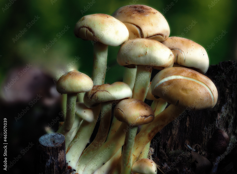 Group of mushrooms on a rotten log Group of mushrooms on a rotten log