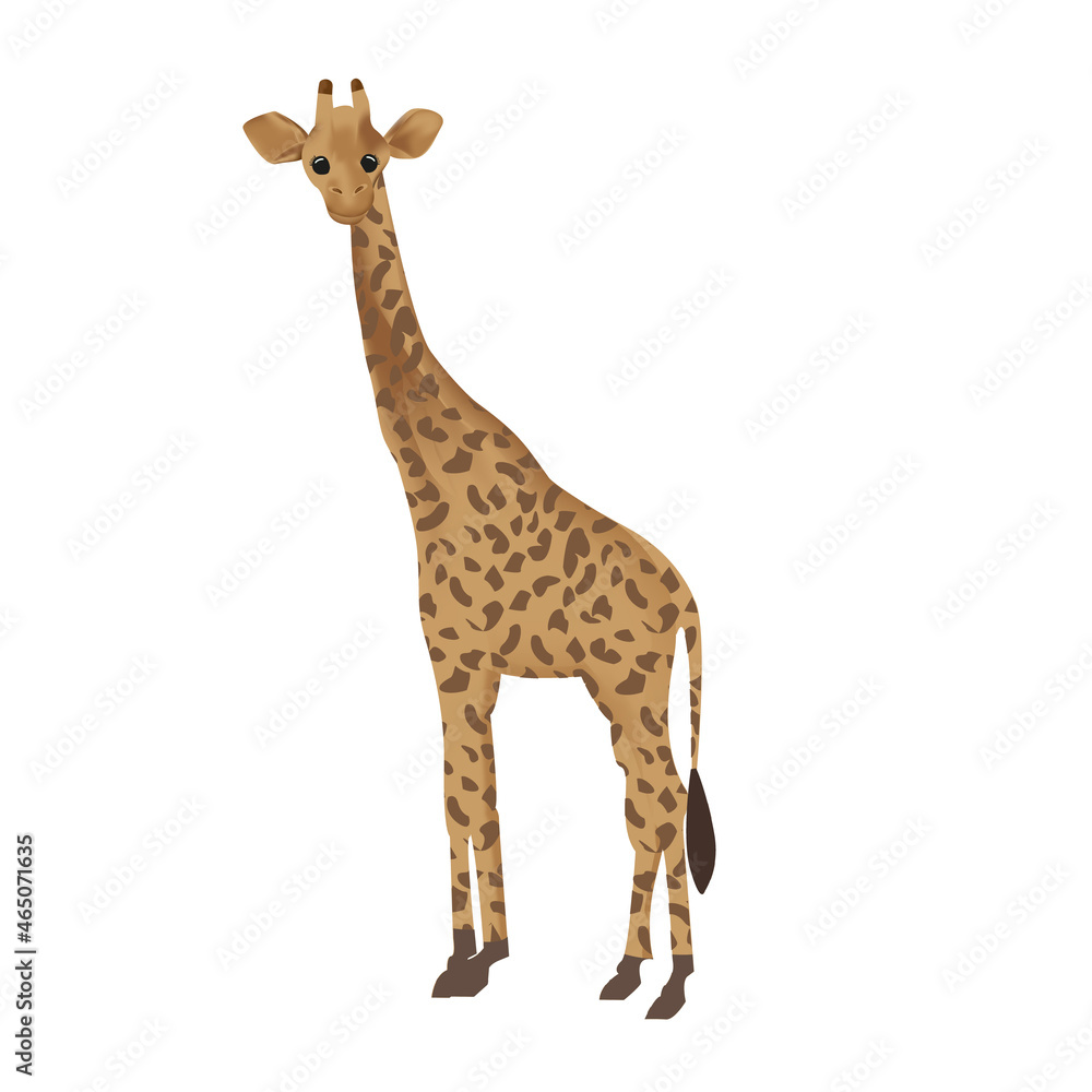 Obraz premium Giraffe isolated on white background. Vector.