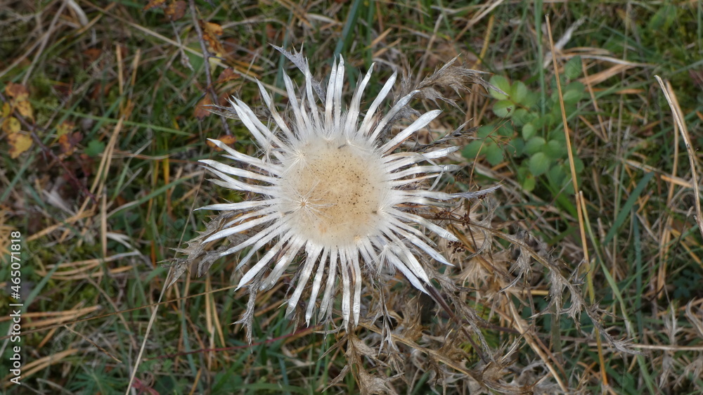 Silberdistel