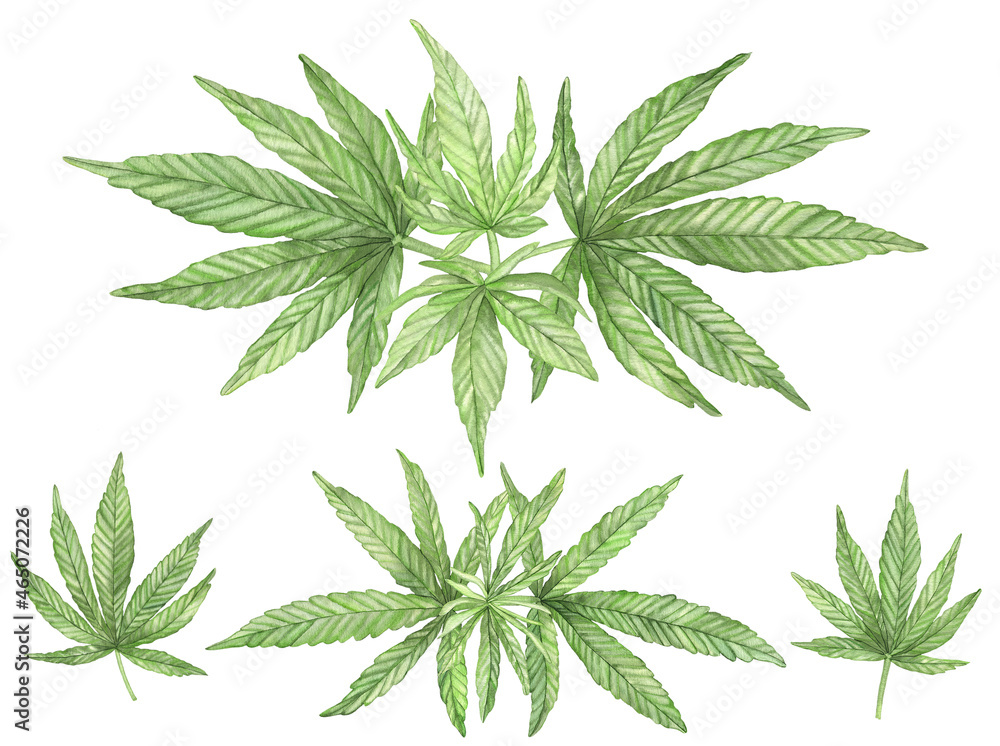Fototapeta premium Watercolor Green branches of Cannabis plant with leaves