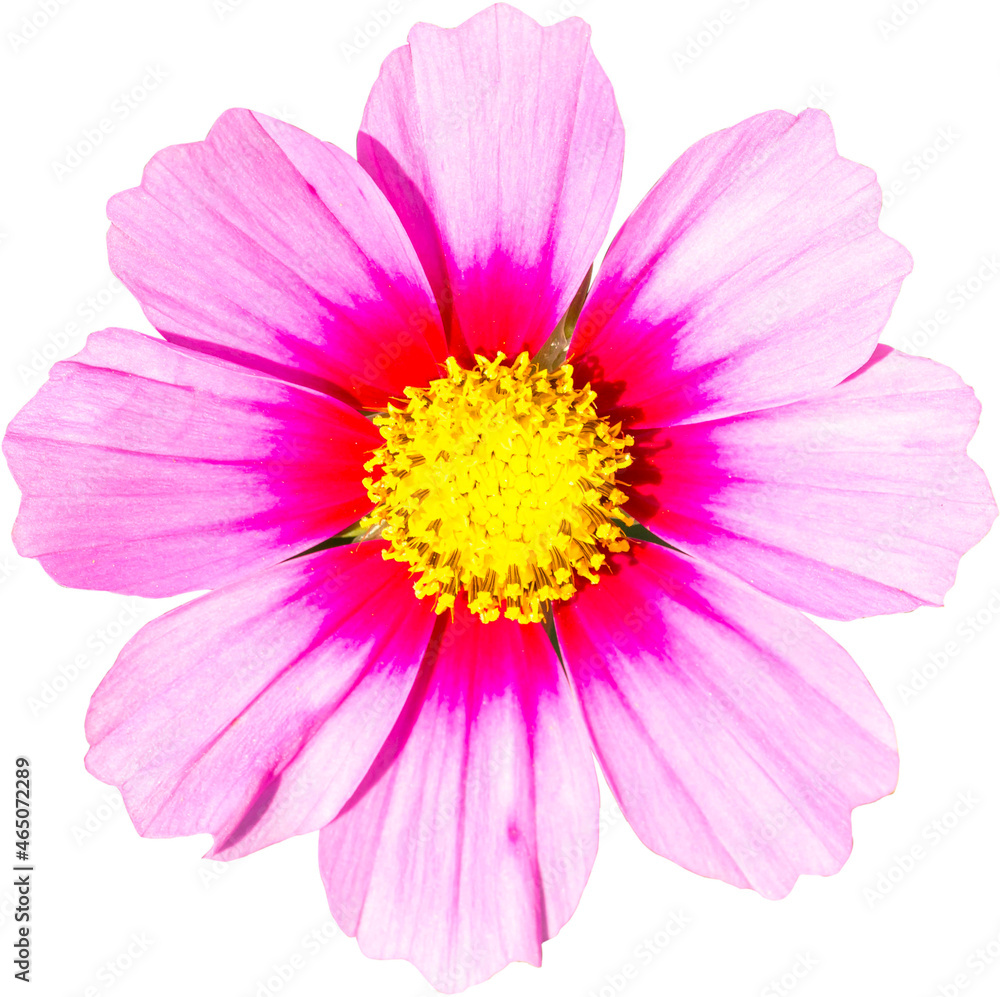 Cosmos purple flower isolated on white background.